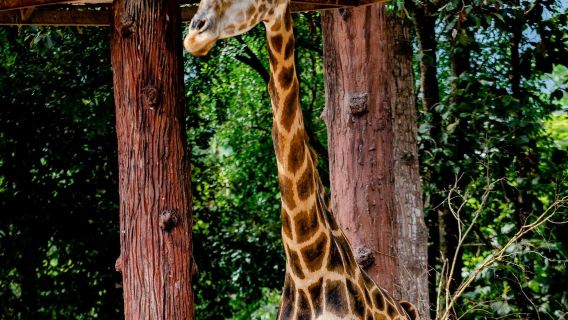 Chiang Mai Night Safari 1-day Tour|Tram Ride|Optional hotel pick-up