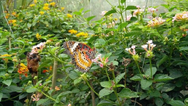 Chiang Dao Cave & 5 Hill Tribe villages