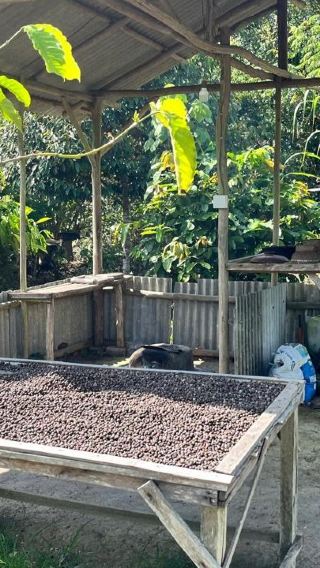 Bintan Coffee Plantation & Bee Farm + Mini Desert & Blue Lake Tour with Hotel Transfer