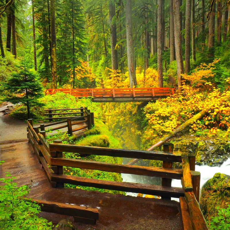 1-day tour to Olympic National Park from Seattle [Bus tour/12-person group]