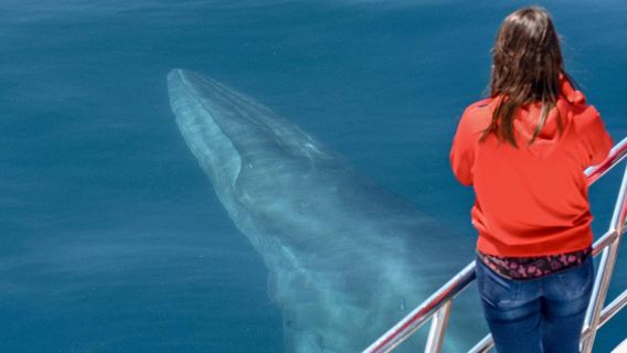 Excursión de avistamiento de ballenas y delfines en Auckland, Nueva Zelanda - Recorrido por las islas de Auckland - Descubra una gran variedad de fascinante fauna marina, viajes fáciles, excelente relación calidad-precio, actividad.