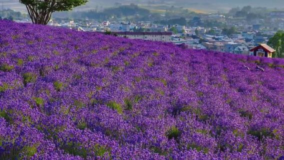 富良野日遊