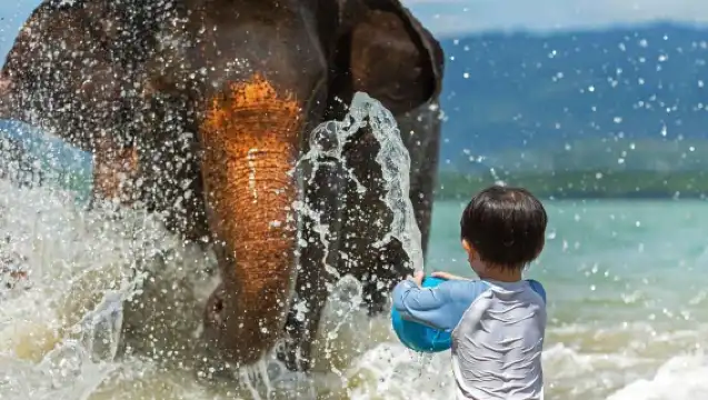 【普吉島|大象營半日遊】:自然課堂·與大象親密互動|自製象食/餵食互動/泥漿 SPA|飯店接駁