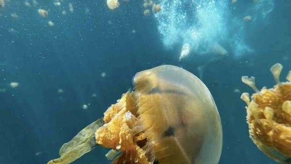 ทัวร์ 1 วัน อ่าวโซโฮและเขตสงวนแมงกะพรุนที่เกาะเซียร์กาโอ ประเทศฟิลิปปินส์