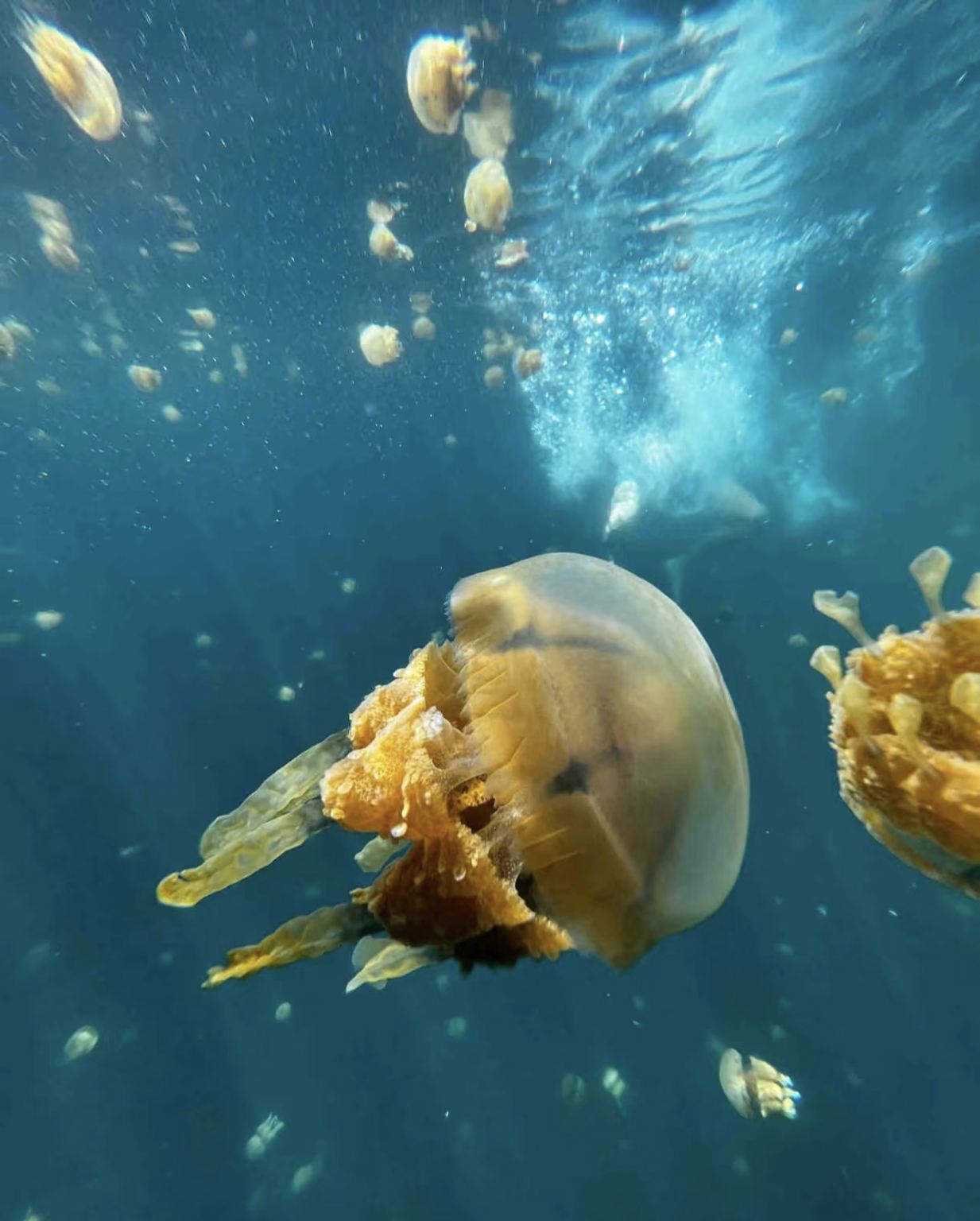 Siargao Sohoton Cove & Jellyfish Sanctuary 1-day tour