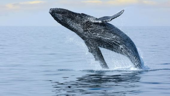 Waikiki: Tour de avistamiento de ballenas