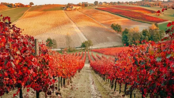 Modena: Tur dan Pencicipan Kilang Anggur dan Gudang Cuka Balsamik