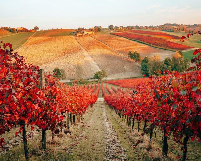 Modena: Winery and Balsamic Vinegar Cellar Tour and Tastings