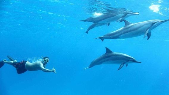 Royal Dolphin House Sea Trip Hurghada