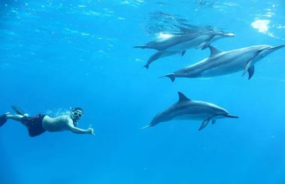 洪加達皇家海豚屋海上之旅