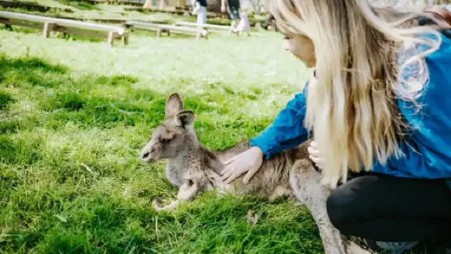 【悉尼】袋熊＆袋鼠＆瀑布全包一日遊（尋找方形粑粑獸GOGO）