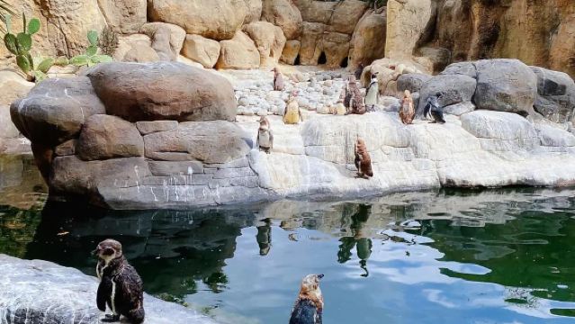 Barcelona, Spain|Family Adventure - A Magical Day of Ocean, Animals, and Mountain Magic with Chinese Private Charter