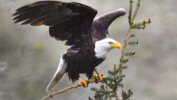 lawatan sehari air panas Gondola Banff dan Tasik Louise