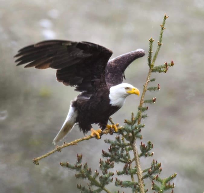 tour giornaliero alle sorgenti termali di Banff Gondola e al lago Louise