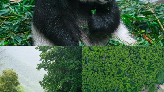 南山竹海門票+單火+雙地軌+車接車送+導遊講解【10人小團】