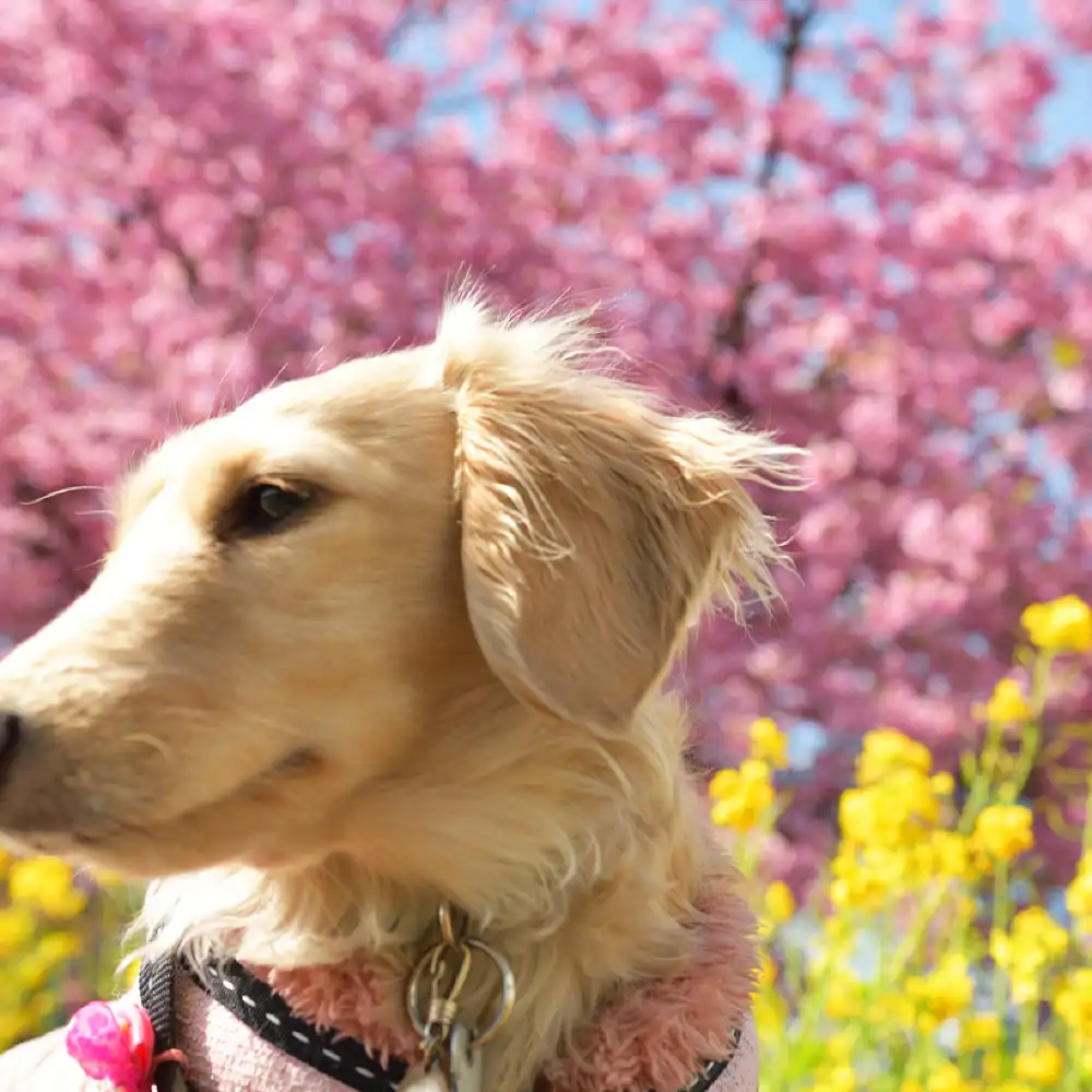 Cherry Blossom Special] 1-Day Tour to Jogasaki Coast + Sakura-no