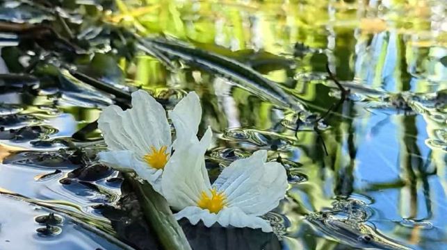 雲南麗江瀘沽湖官地花海碼頭遊船/豬槽船包船觀光（瀘沽湖尋跡/夏看水性楊花日落晚霞·冬看晨霧日出戲海鷗】