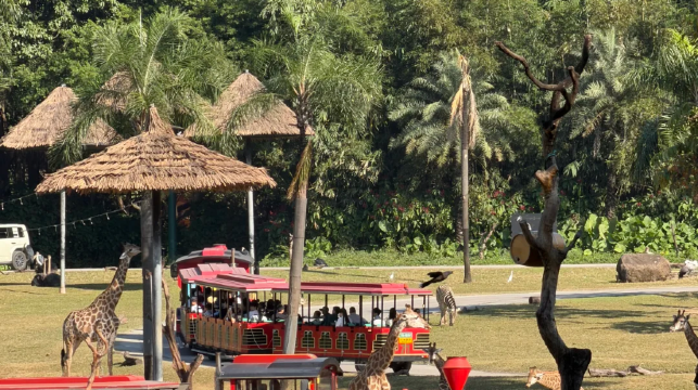 廣州長隆野生動物世界一日遊丨快速出票/親子出行/家庭遊