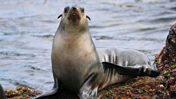 Билет на экскурсионный корабль по Филлип-Айленд в Австралии [Прибрежный круиз и наблюдение за дикой природой]