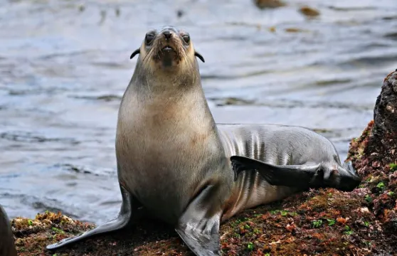 澳洲菲利普島遊船票【海岸巡遊 觀賞野生動物】