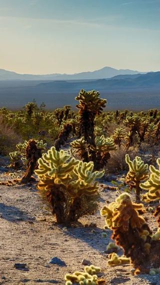 Los Angeles Joshua Tree National Park + The Richard Nixon Library & Museum day tour