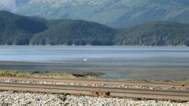 美國安克雷奇-Denali迪納利國家公園-12H包車私享行