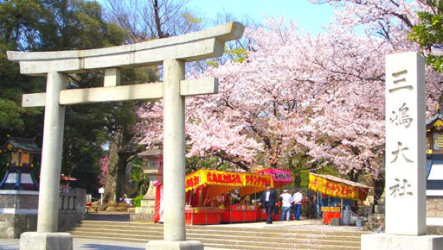 Tour di un giorno per ammirare i ciliegi in fiore a Shizuoka e Izu, passeggiare sul ponte sospeso di Mishima e raccogliere fragole a sazietà! Partenza da Tokyo!
