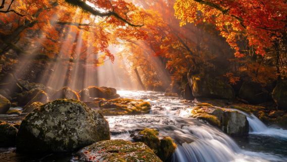 [Guaranteed Departure] Autumn Kumamoto: Kikuchi Gorge & Suizenji Jojuen Tour from Fukuoka