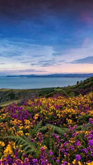 Half-day round-trip tour from Dublin to Howth cliffs and fishing village