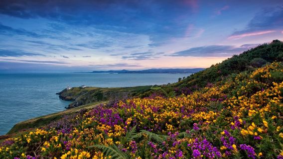 İrlanda Dublin'den Howth Sahili Uçurumları ve Balıkçı Köyü'ne Yarım Günlük Tur