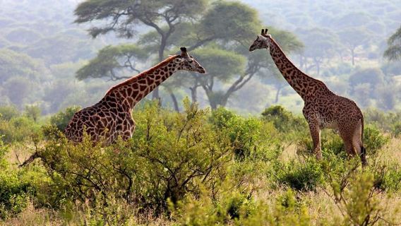 Arusha Adventure: National Park & Maasai Market Day Trip
