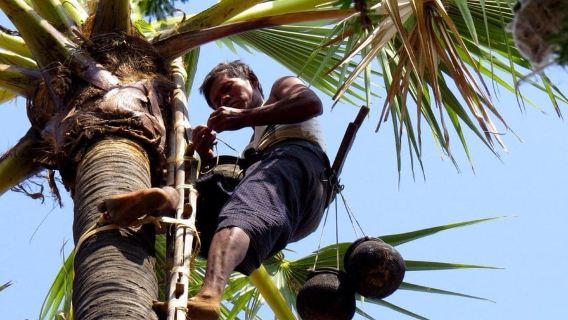 Jaffna: Palmyra Toddy Tapping Experience with Tasting