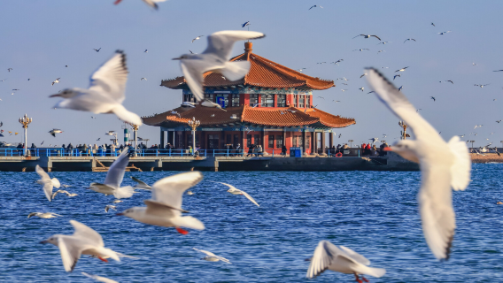 Qingdao English guide 1-day tour · Zhanqiao Pier + Tsingtao Beer Museum + Badaguan + May Fourth/Olympic Sailing Center