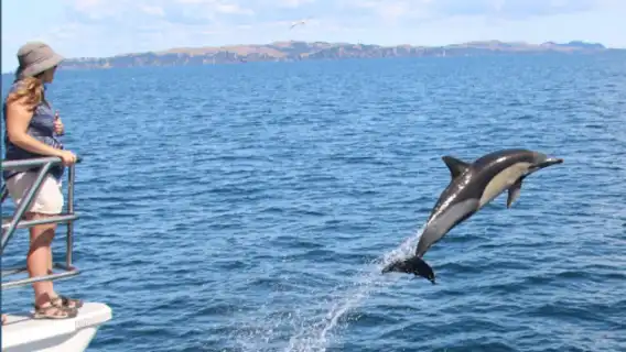 ทัวร์ครึ่งวันค้นพบวาฬและโลมาที่เมืองโอ๊คแลนด์ [ชมวาฬอ่าวฮาอูรากิ/สำรวจสัตว์ป่า]