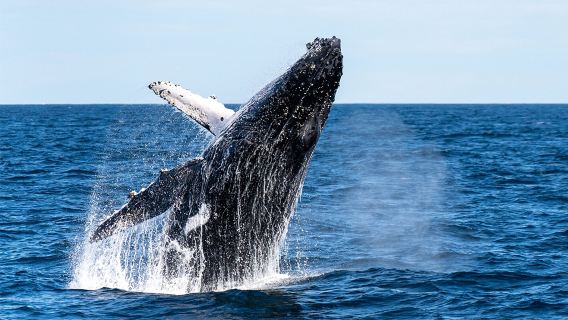 日本沖繩座間味賞鯨【沖繩賞鯨| 那霸定點飯店接送|】