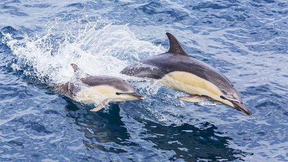 澳洲悉尼斯蒂芬斯港+沙丘安娜灣一日遊