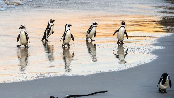 Cape TownTours