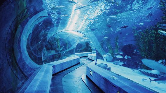 蕪湖大白鯨海洋公園+鳩茲夜遊演繹小鎮一日遊【2-8人小團】