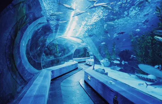 蕪湖大白鯨海洋公園+鳩茲夜遊演繹小鎮一日遊【2-8人小團】