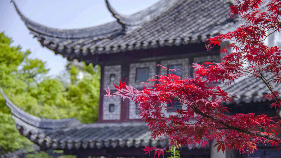 [Shanghai tour privato con autista] Shiquan Street + Giardino Liu + Zhouzhuang + [Giardini classici della tarda dinastia Qing]