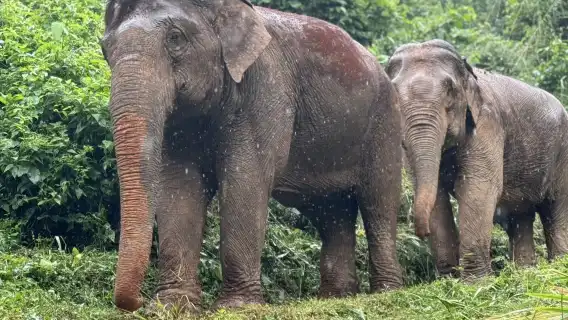 雄偉大象計畫|清邁一日友善大象參觀與泛舟