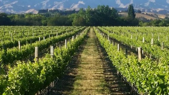 Marlborough Full Day Wine Tour