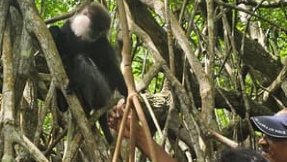 Safari sul fiume Bentota -Ahungalla/Bentota/Aluthgama/Kosgoda