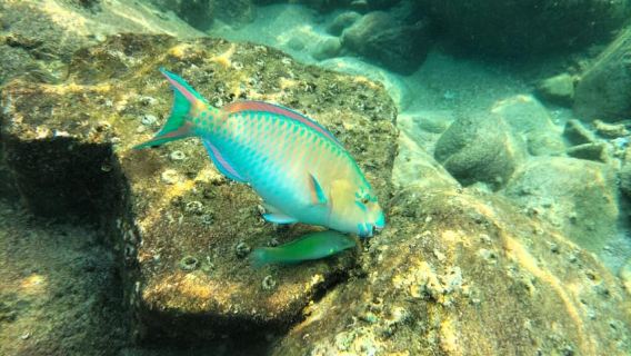 Koh Tao: Tour lặn biển và ngắm hoàng hôn