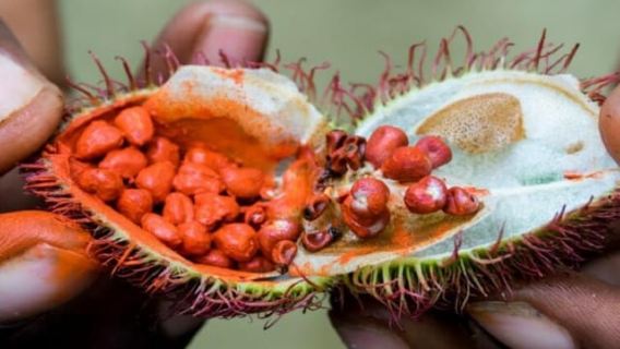 Zanzibar: tour della foresta di Jozani, delle fattorie di spezie e di Stone Town