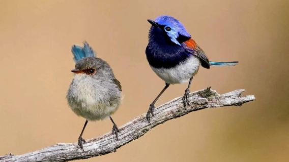 Ab Perth: Australische Tier-Nachtsafari