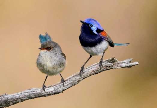From Perth: Perth Wildlife Tour Under the Stars with Dinner AUD 147.39