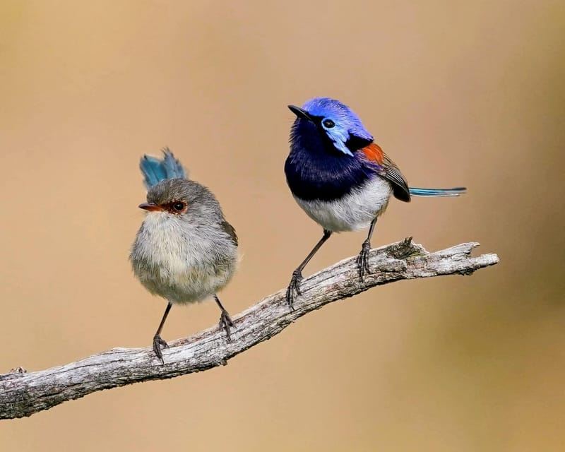 Da Perth: tour naturalistico di Perth sotto le stelle con cena