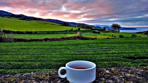 São Miguel: Ganztägige Tour nach Furnas und Nordeste mit Mittagessen