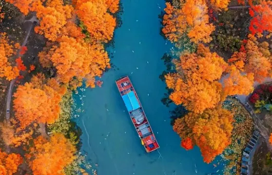 皖南川藏線秋季限定！紅杉林+宣紙文化園【2-6人小團】